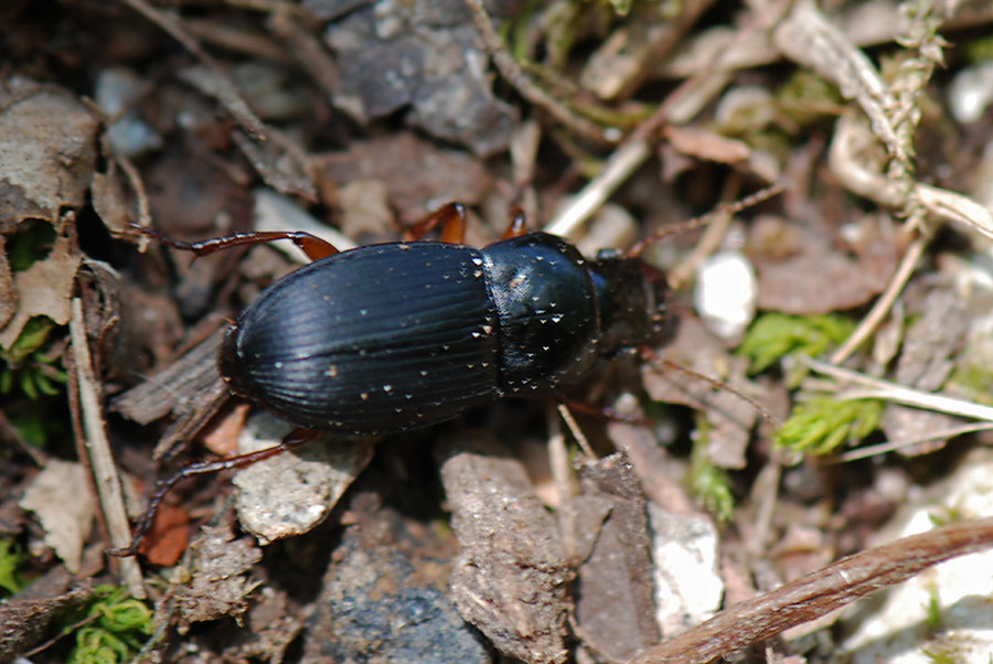 Carabidae zampe rosse da ID: Harpalus rubripes